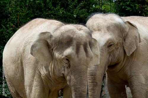 Close up two african elephants against forest background, standing together