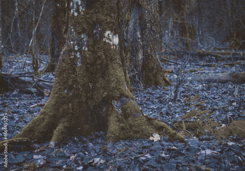 A landscape of a mystical forest with old trees covered with moss. Twilight autumn forest.