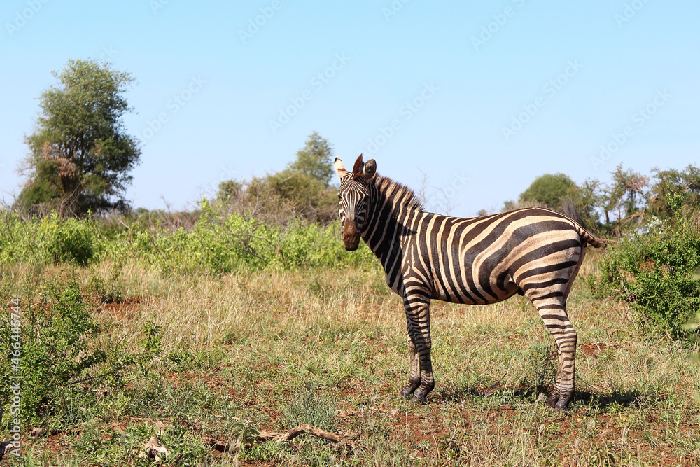 Obraz premium Steppenzebra / Burchell's zebra / Equus burchellii