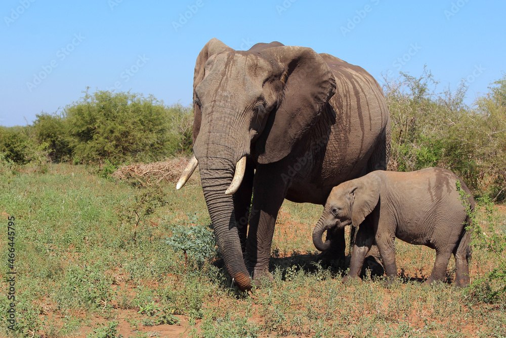 Obraz premium Afrikanischer Elefant / African elephant / Loxodonta africana