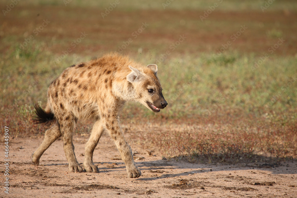 Tüpfelhyäne / Spotted hyaena / Crocuta crocuta... Tüpfelhyäne / Spotted hyaena / Crocuta crocuta...