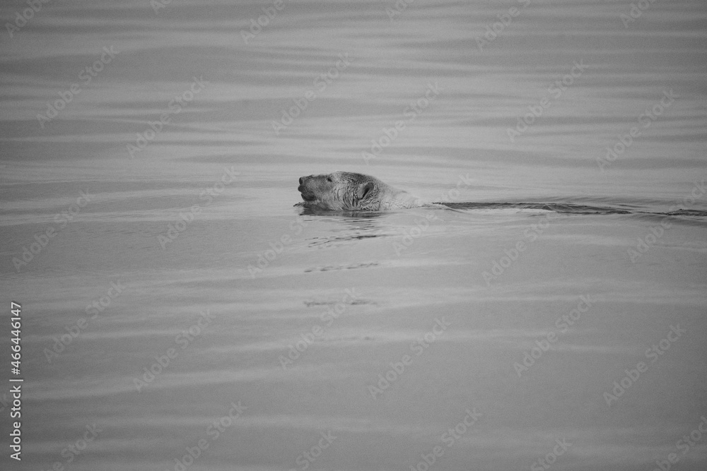 Polar bear Wrangel island Arctic Polar bear Wrangel island Arctic