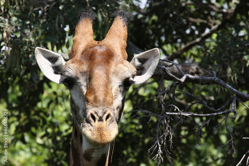 Photography Giraffe / Giraffe / Giraffa camelopardalis