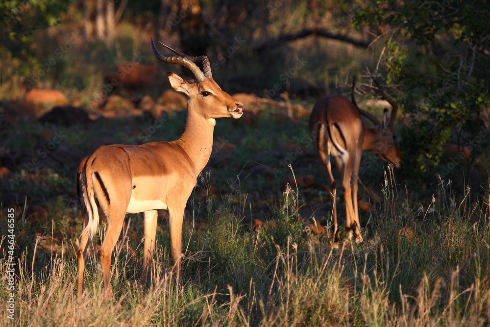Schwarzfersenantilope / Impala / Aepyceros melampus Schwarzfersenantilope / Impala / Aepyceros melampus