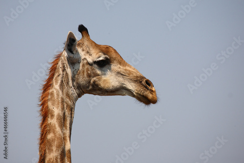 Photography Giraffe / Giraffe / Giraffa camelopardalis