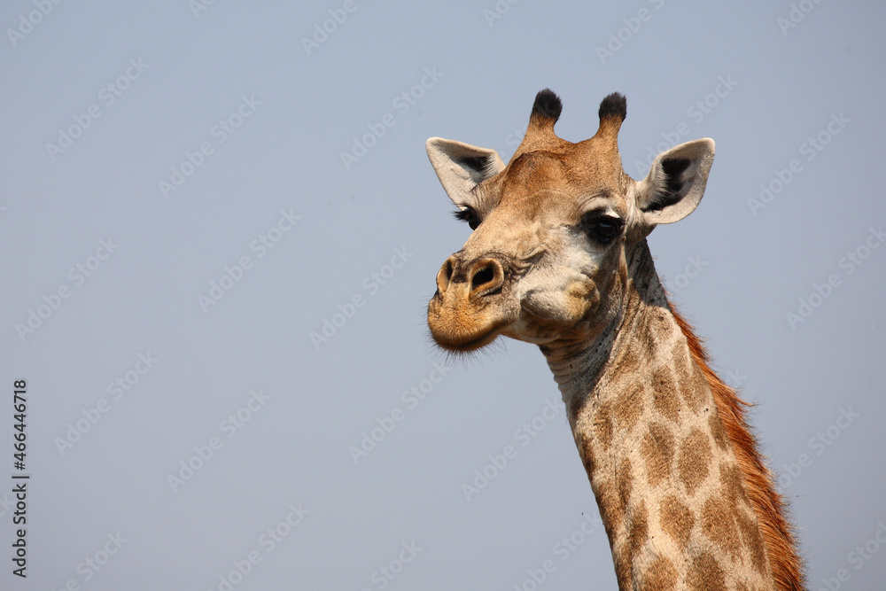 Fototapeta premium Giraffe / Giraffe / Giraffa camelopardalis