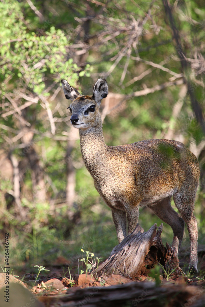 Klippspringer / Klipspringer / Oreotragus oreotragus Klippspringer / Klipspringer / Oreotragus oreotragus
