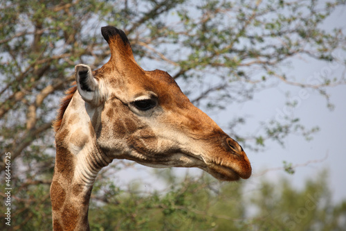 Photography Giraffe / Giraffe / Giraffa camelopardalis