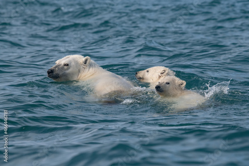 Polar bears in the arctic