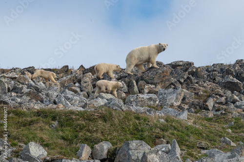 Polar bear in the Arctic