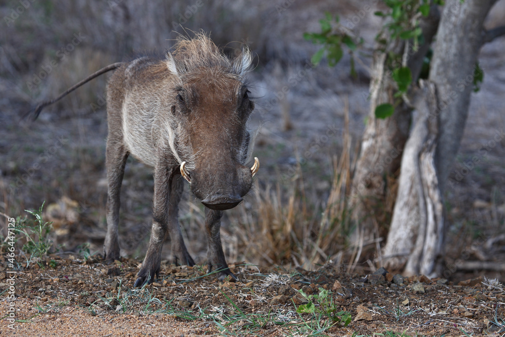 Warzenschwein / Warthog / Phacochoerus africanus Warzenschwein / Warthog / Phacochoerus africanus