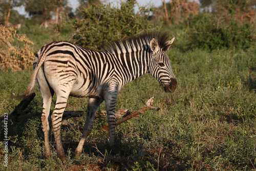 Steppenzebra   Burchell s zebra   Equus burchellii.