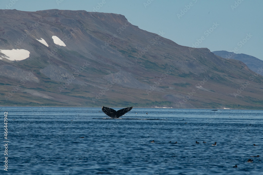 Obraz premium Whale tail