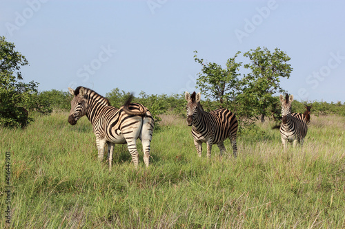 Steppenzebra   Burchell s zebra   Equus burchellii