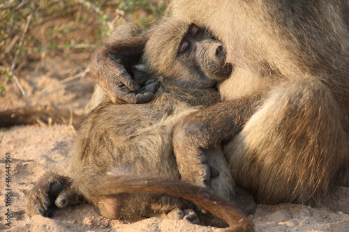 Bärenpavian / Chacma baboon / Papio ursinus......