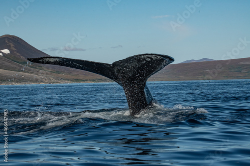 Whale tail © Stanislav