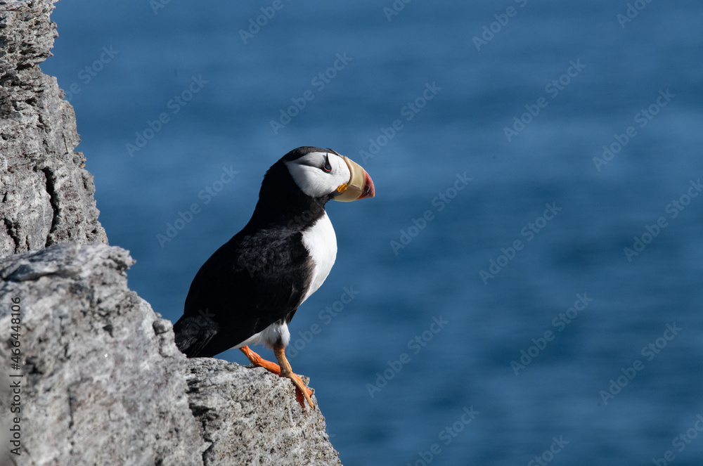 Fototapeta premium Arctic sea bird