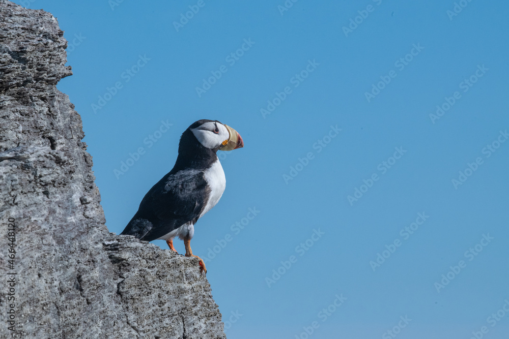 Fototapeta premium Arctic sea bird