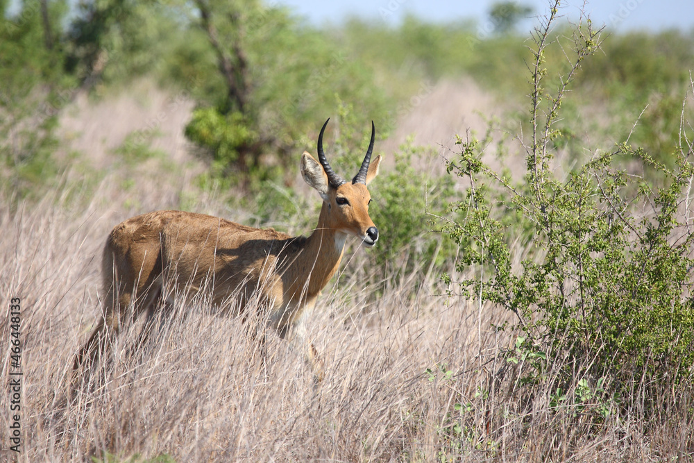 Großriedbock / Southern reedbuck or Common reedbuck / Redunca arundinum Großriedbock / Southern reedbuck or Common reedbuck / Redunca arundinum