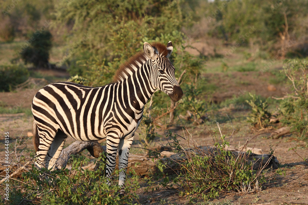 Fototapeta premium Steppenzebra / Burchell's zebra / Equus burchellii.
