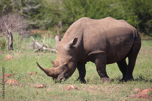 Breitmaulnashorn   Square-lipped rhinoceros   Ceratotherium simum