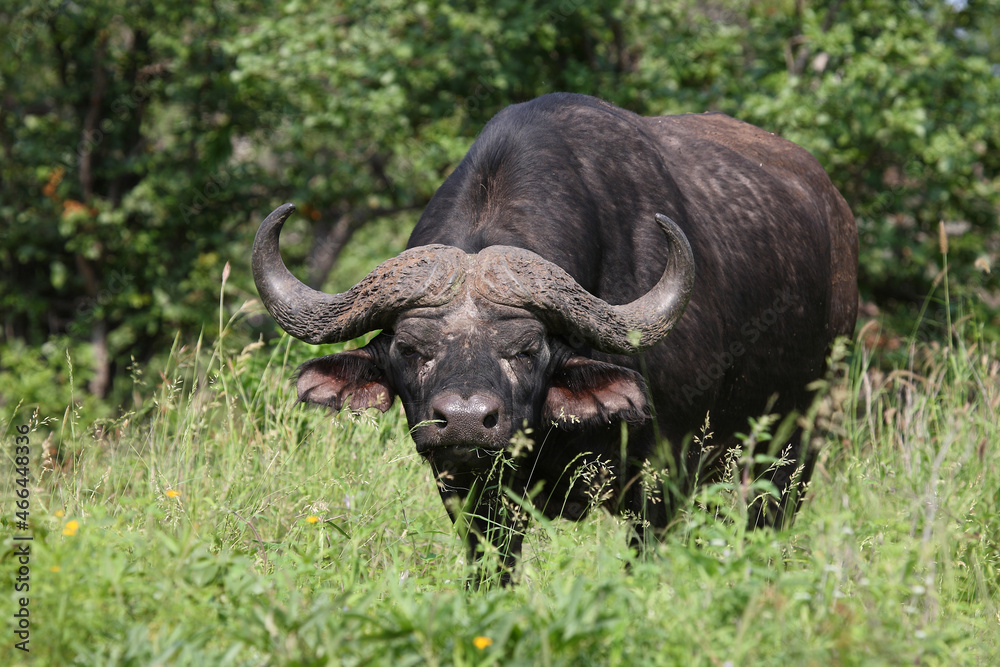 Fototapeta premium Kaffernbüffel / African buffalo / Syncerus caffer