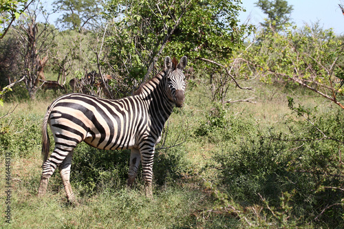 Steppenzebra   Burchell s zebra   Equus burchellii