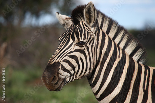 Steppenzebra / Burchell's zebra / Equus burchellii © Ludwig