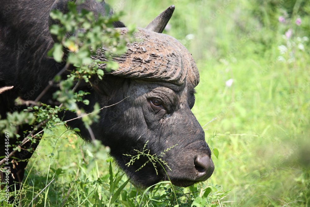 Kaffernbüffel / African buffalo / Syncerus caffer Kaffernbüffel / African buffalo / Syncerus caffer