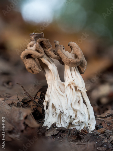 Herbstlorcheln (Helvella crispa)  wachsen im Laub stehend im Naturwald. photo