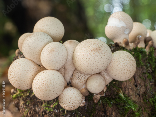 Eine größere Gruppe weißer leuchtender Stäublinge (Lycoperdon) wächst auf einen alten Wurzelstock im Wald.
