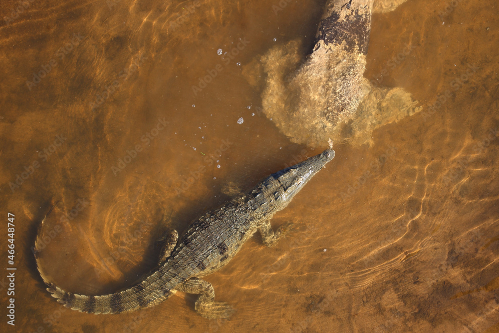 Nilkrokodil / Nile crocodile / Crocodylus niloticus.. Nilkrokodil / Nile crocodile / Crocodylus niloticus..