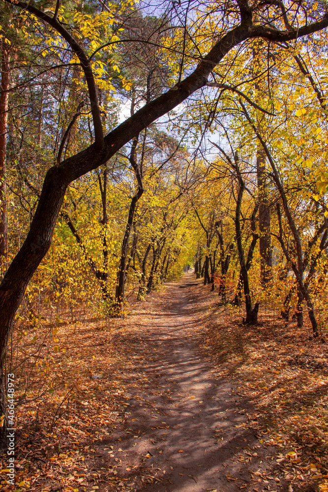 Obraz premium A wonderful autumn alley in the Kurgan region. The path through the autumn park in early autumn.