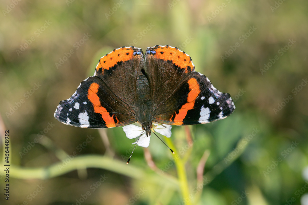 Red admiral butterfly (Vanessa atalanta). Red admiral butterfly (Vanessa atalanta).