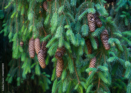 Beautiful brown cones on European spruce (Picea abies) branch. Norway spruce in spring Arboretum Park Southern Cultures in Sirius (Adler) Sochi. Nature concept for Christmas design