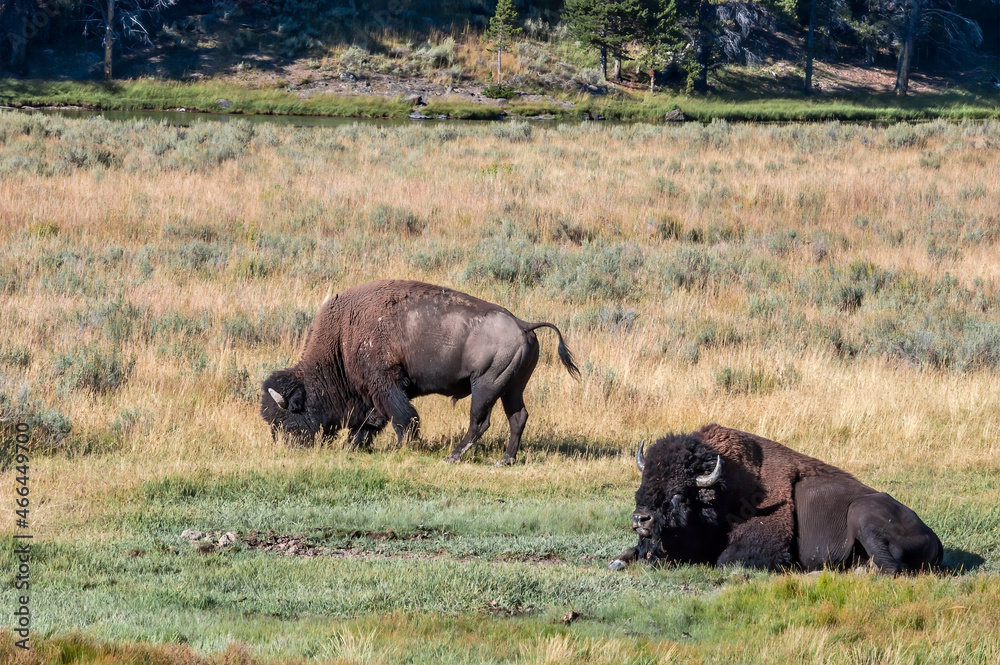 Bisons (Bison bison) in Yellowstone National Park, USA