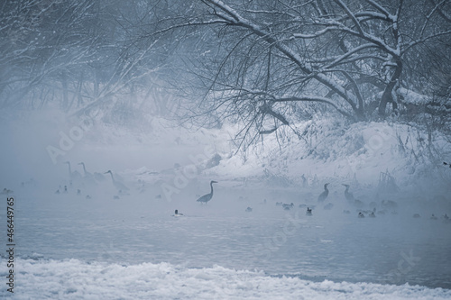 Spooky wildlife view in a river. Differenc species of water birds in Neris, Lithuania. Cold winter morning. Selective focus on the animals, blurred background. photo