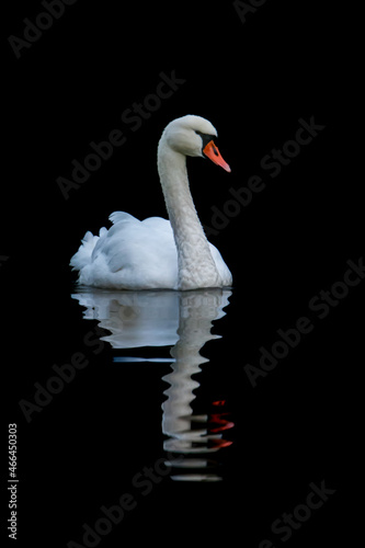 Fototapeta Naklejka Na Ścianę i Meble -  white swan on black background