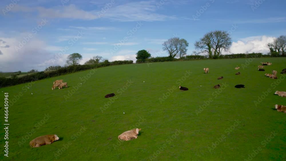 Cows and Bulls on Fields from a drone, Torquay, Devon, England, Europe Cows and Bulls on Fields from a drone, Torquay, Devon, England, Europe