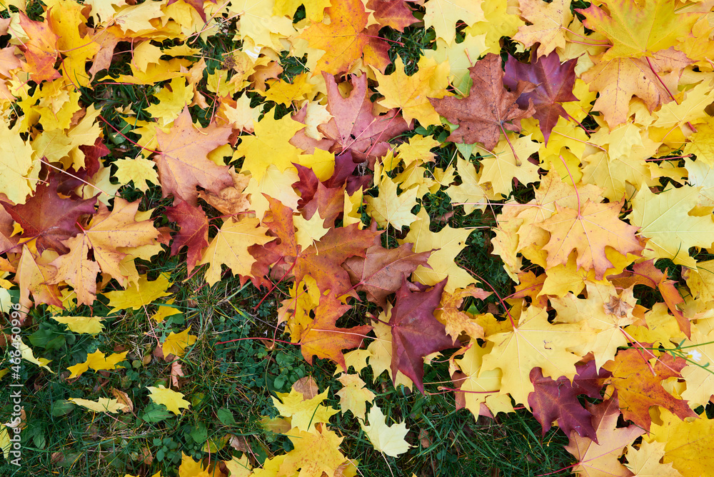Fototapeta premium Autumn leaves nature background.