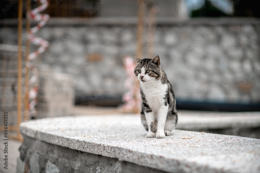 beautiful gray cat sitting on the sidewalk in soft focus