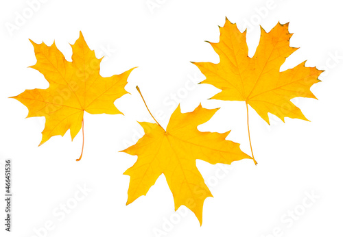 Maple leaves isolated on a white background  top-down  flat lay