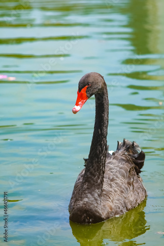 black swan on the lake photo