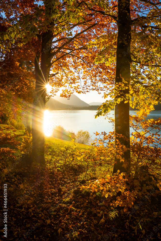 Bäume mit Herbstlaub am See im Herbst