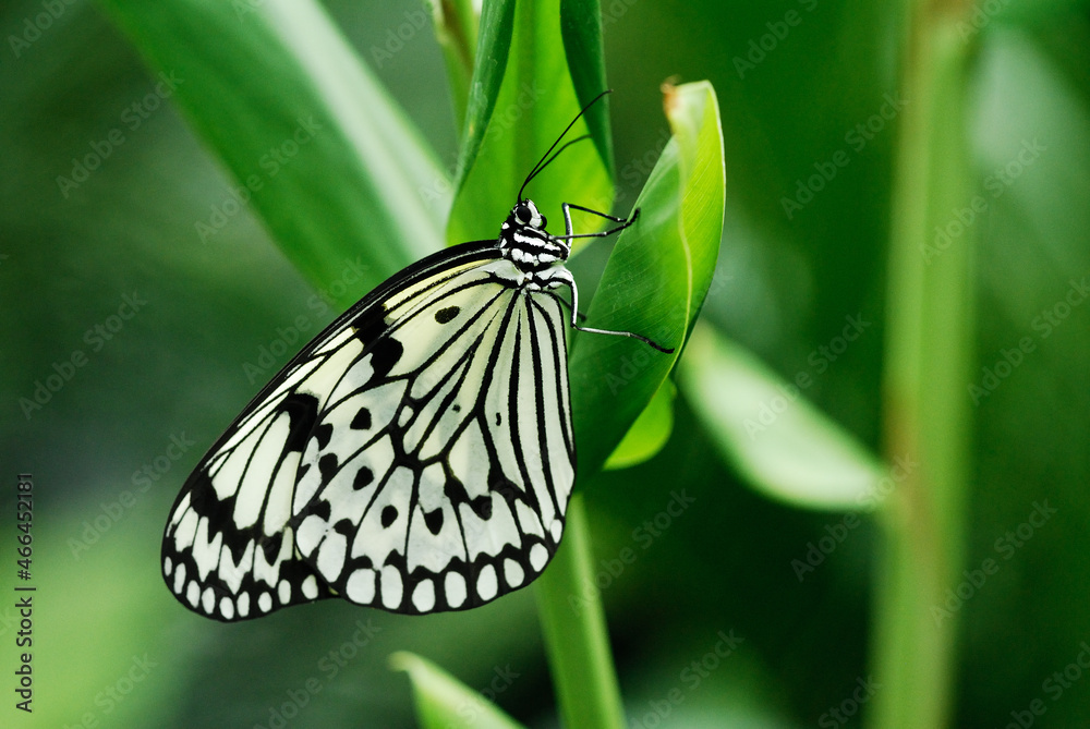 Obraz premium 葉のつかまりじっとしているオオゴマダラ