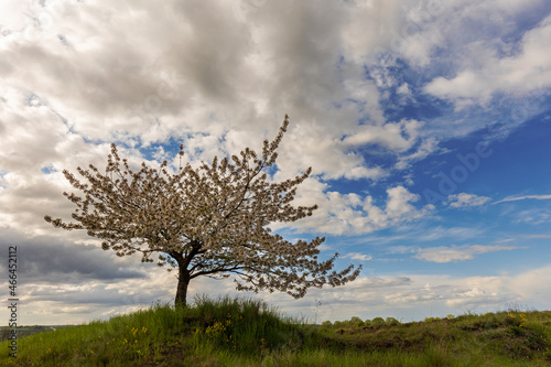 Tree on field against cloudy sky