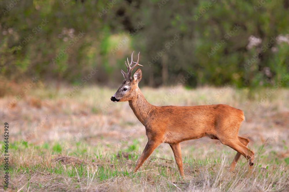 A male roe deer, capreolus capreolus, walks with large horns in a field in nature on an autumn day. Wild roe deer with orange fur walks on the grass with copy space on a blurred background. A male roe deer, capreolus capreolus, walks with large horns in a field in nature on an autumn day. Wild roe deer with orange fur walks on the grass with copy space on a blurred background.
