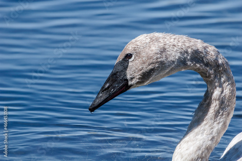 Immature Trumpeter Swan (Cygnus buccinator) in Yellowstone National Park, USA photo