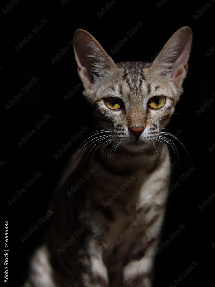 Portrait of a grey cat with stripes, close-up, on black background.