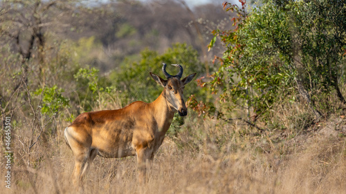 lichtenstein hartebeest in Kruger national park photo